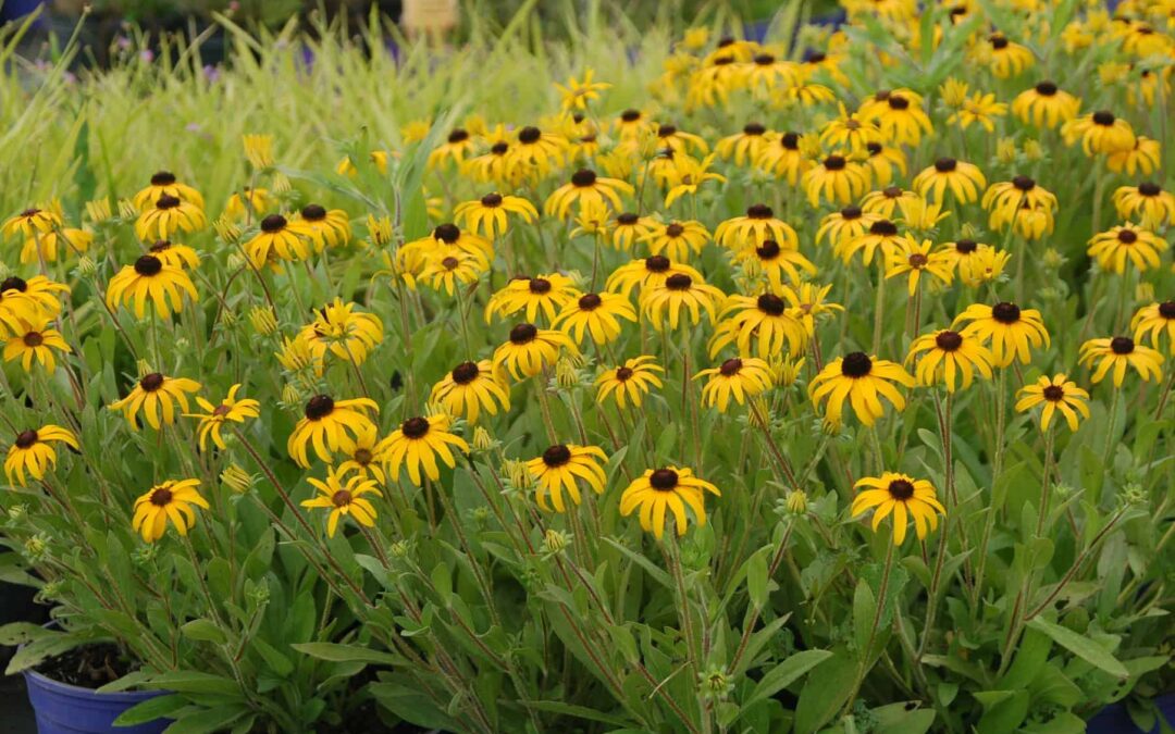 A new, native black-eyed Susan for the Indiana landscape