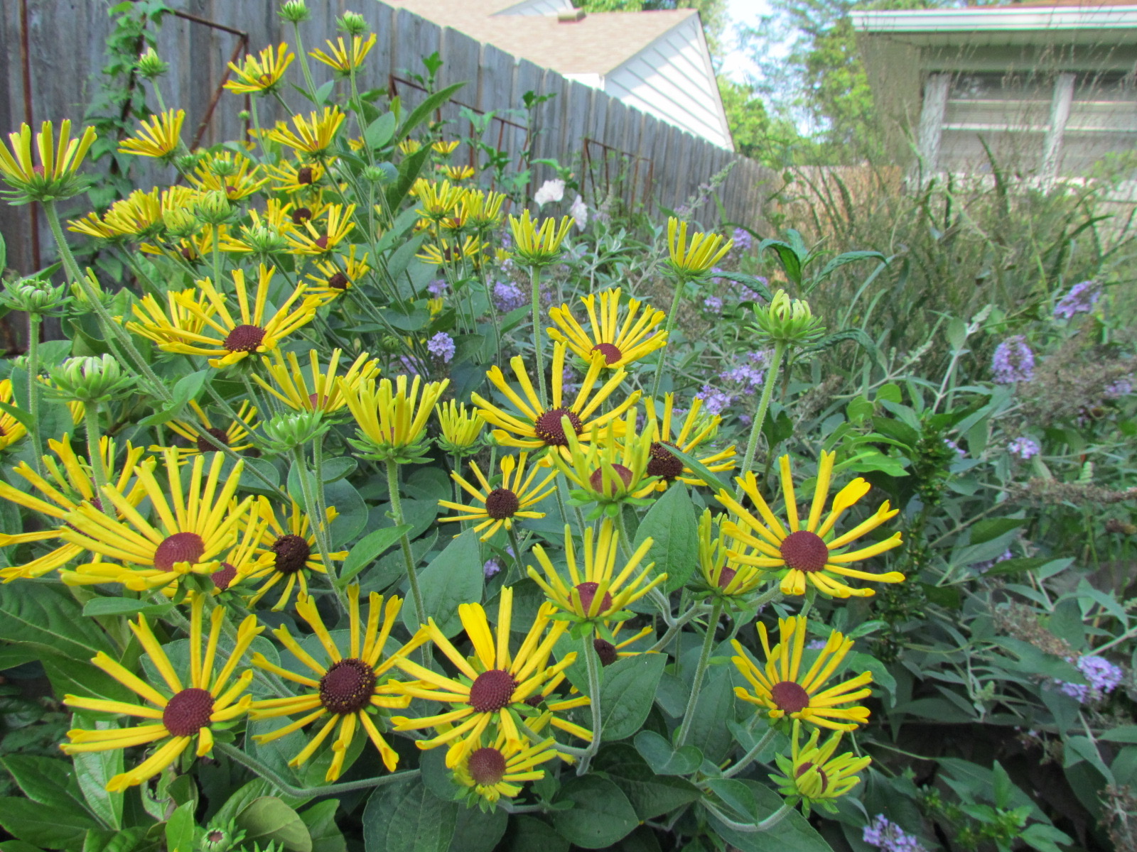 Little Henry rudbeckia has quilled petals.