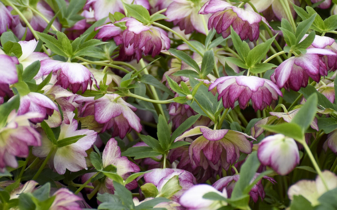 Three evergreen perennials for the Indiana landscape