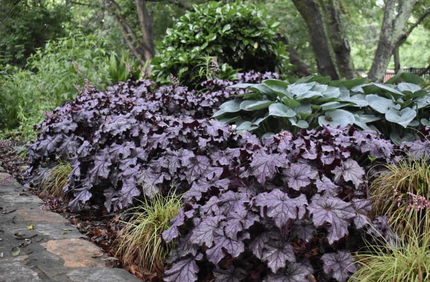 Coral bell Grande Amethyst's purple leaves are planted with a blue-leaf hosta