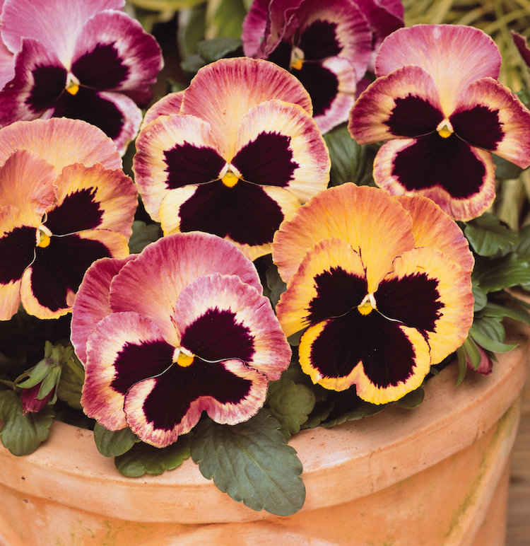Matrix Sunrise Pansies growing in a container.