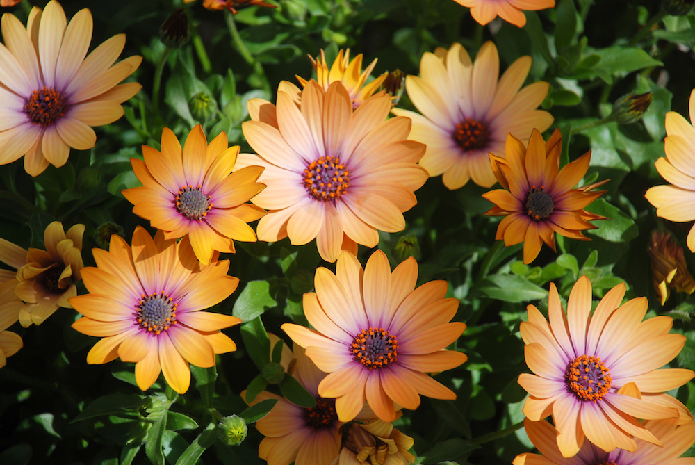 Peachy colored African daisies or Osterspermum do well in cool temperatures.
