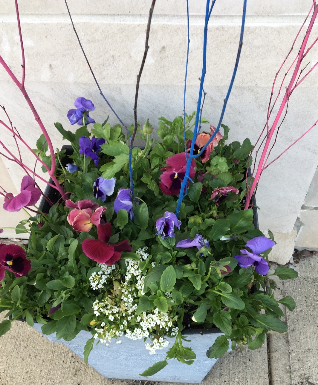 Maroon and purple-blue pansies in a container with spray painted birch stems and sweet alyssum.