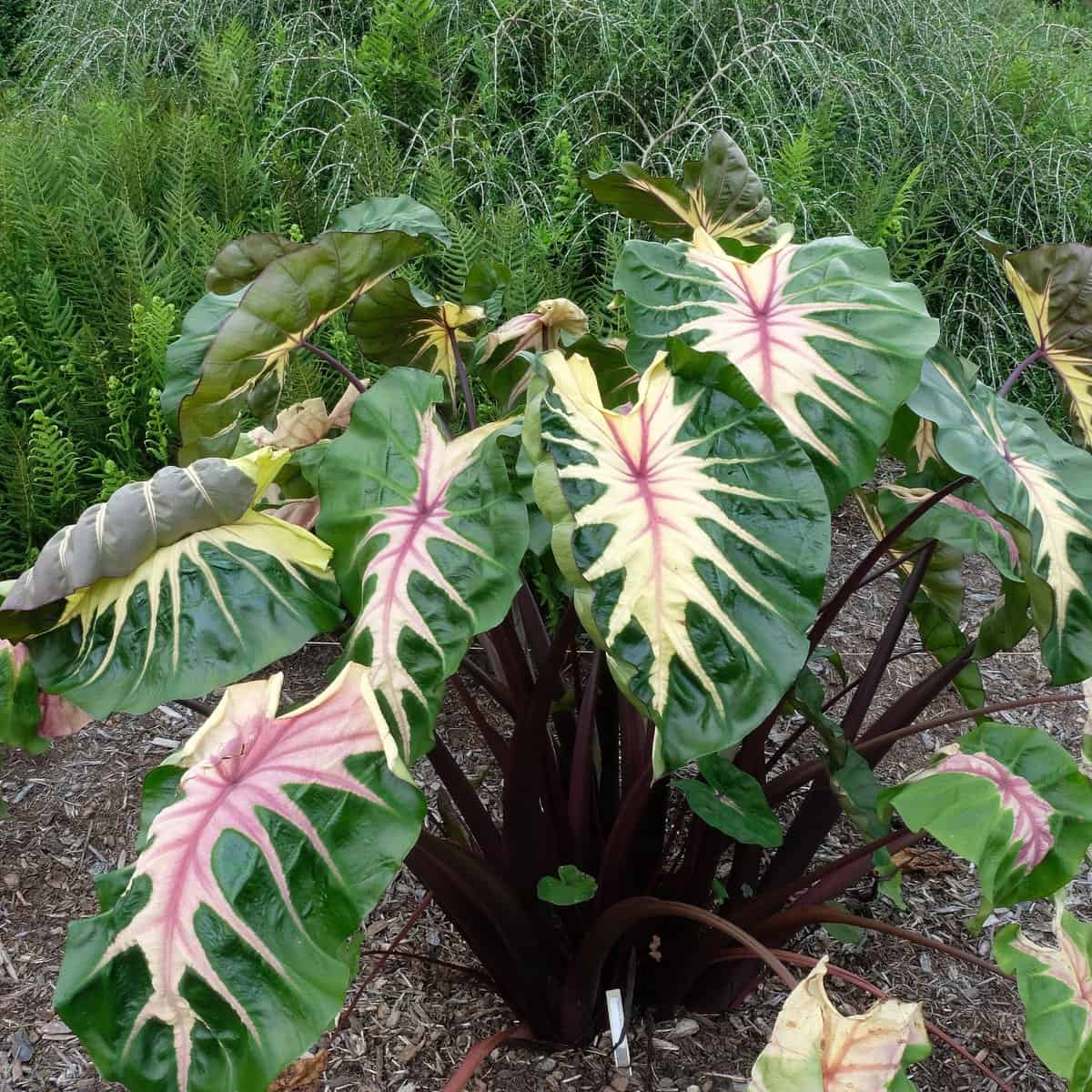 Waikiki colocasia plants with leaved edged in green with creamy white centers and a pink center.