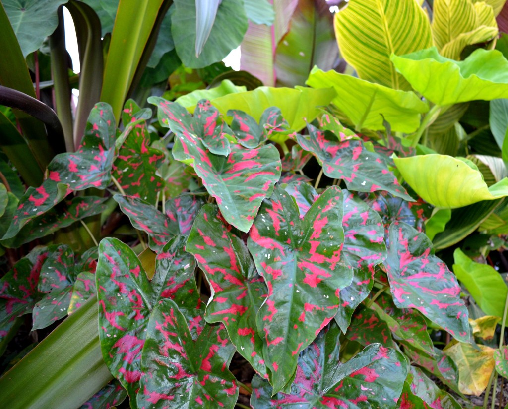 Tye-Dyed Poison Dart Frog caladium, green leaves with splotches of red.