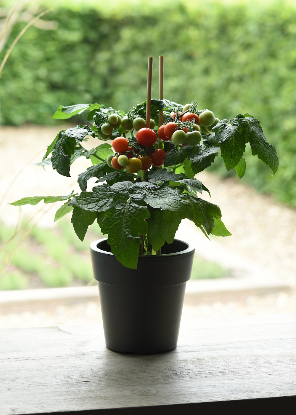 Siam mini tomato plant on windowsill.