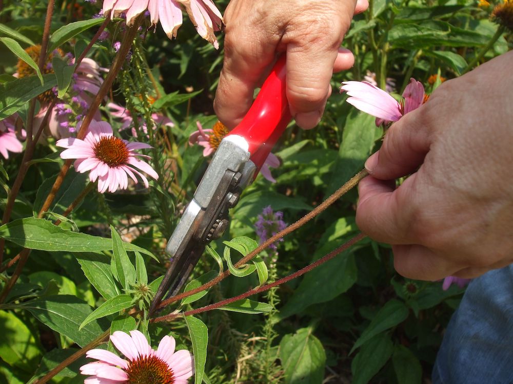 Pruners remove stem of coneflower with dead bloom, called deadheading.