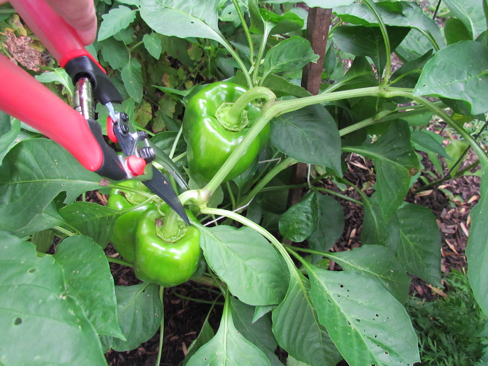 Pruners show how to harvest peppers.