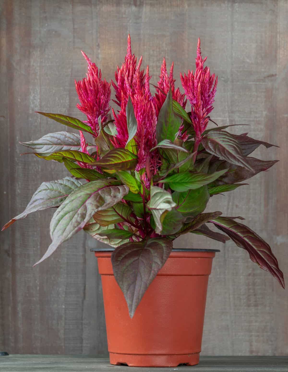 Burning Embers celosia does great in a pot.