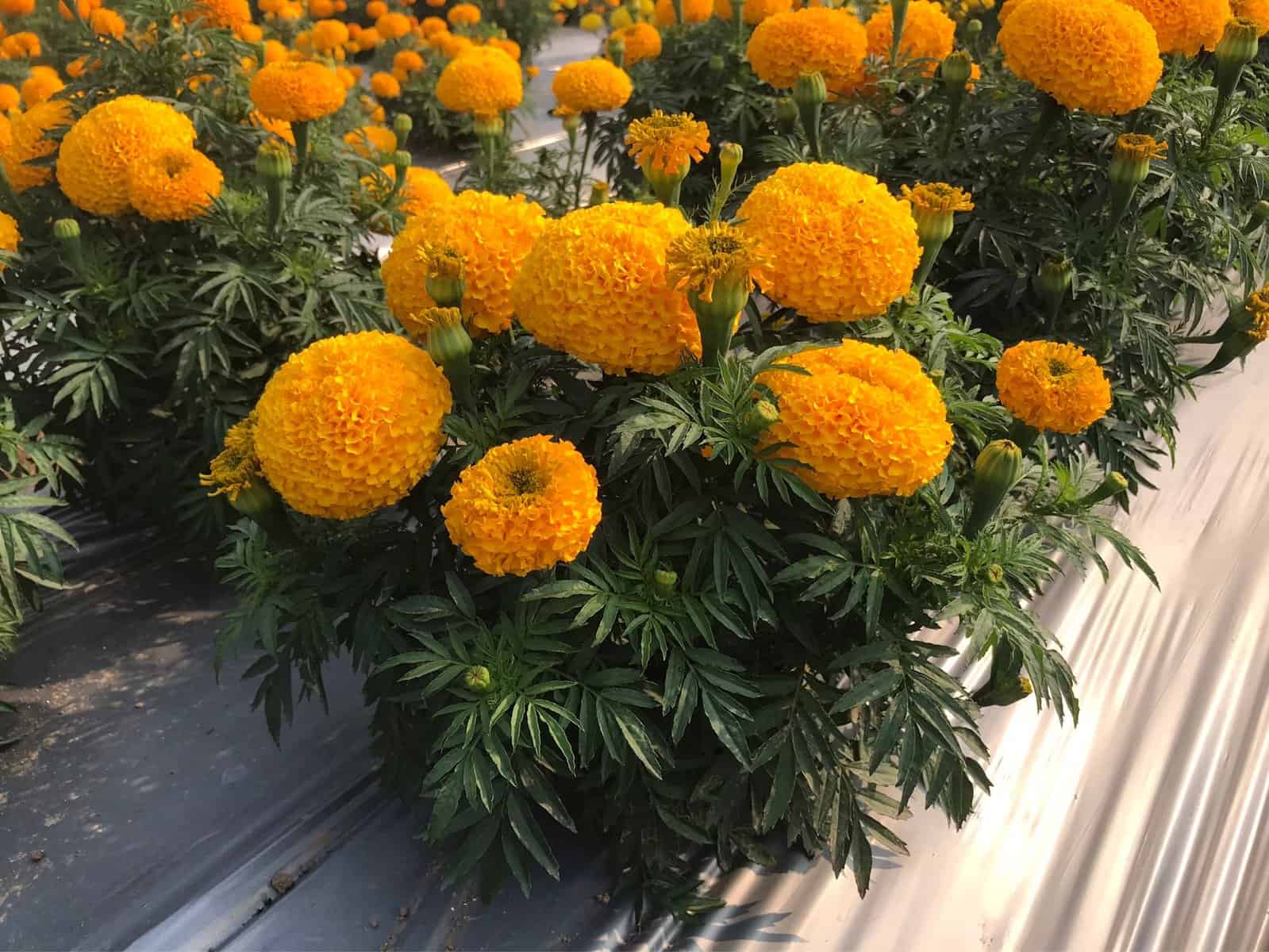 Siam Gold marigold have flowers 2 to 2 1/2 inches wide.