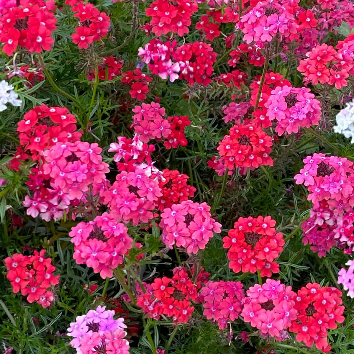 Sweetheart Kisses verbena does well in a container.