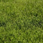 The Grass Can be Greener on your Side: Drought Tolerant Lawns