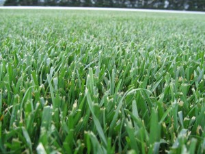 Get A Life!  Let Us Do Your Fall Turf Care.