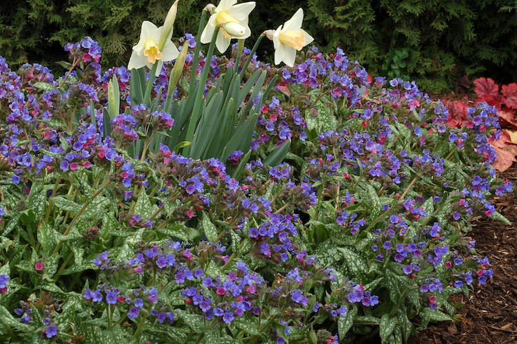 Holeman pros pick favorite garden plants for Year of Classic Blue